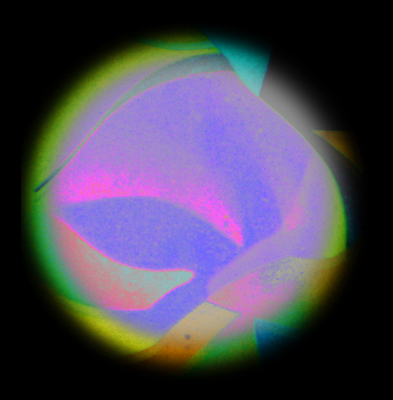 Butterfly Habitat © Catherine Rutgers 