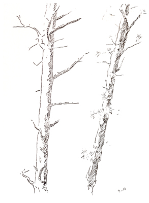 Two Pines Sketch 25 © Brian Olewnick
