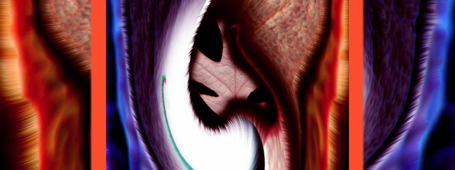 New Leaf © Catherine Rutgers