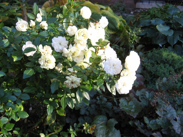 Photo 2368 © Catherine Rutgers