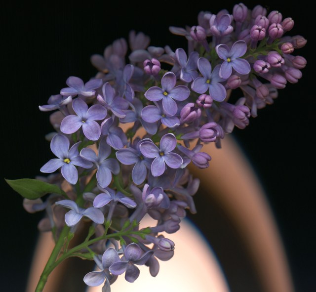 Blush and Bloom © Catherine Rutgers