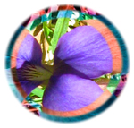 Those Violets Driving Me Crazy © Catherine Rutgers