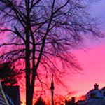 Radiant Twigs © Catherine Rutgers