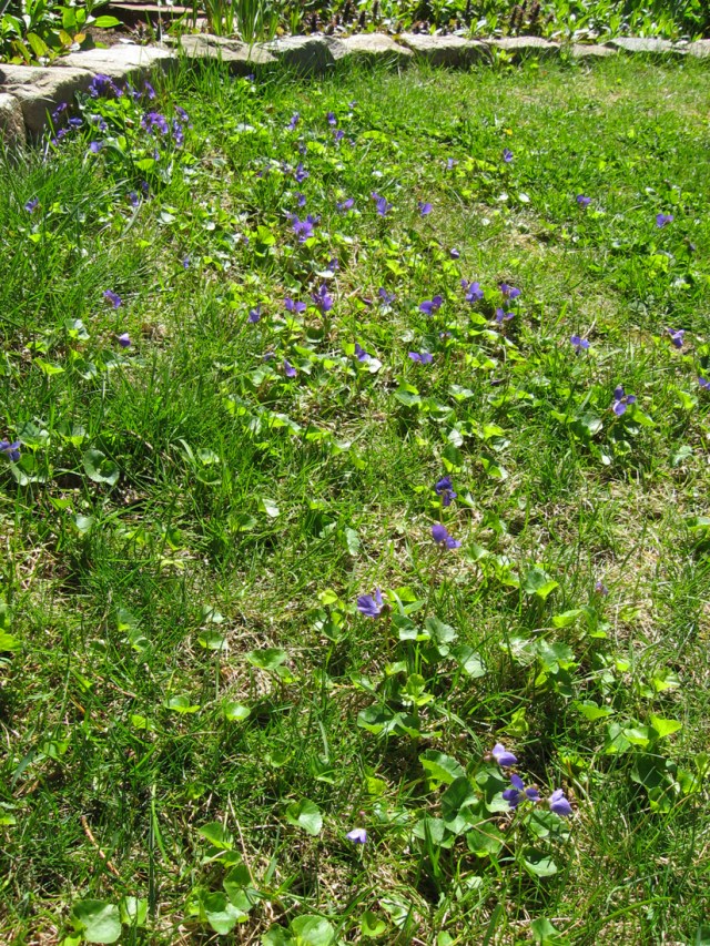 Irrepressible © Catherine Rutgers 2012