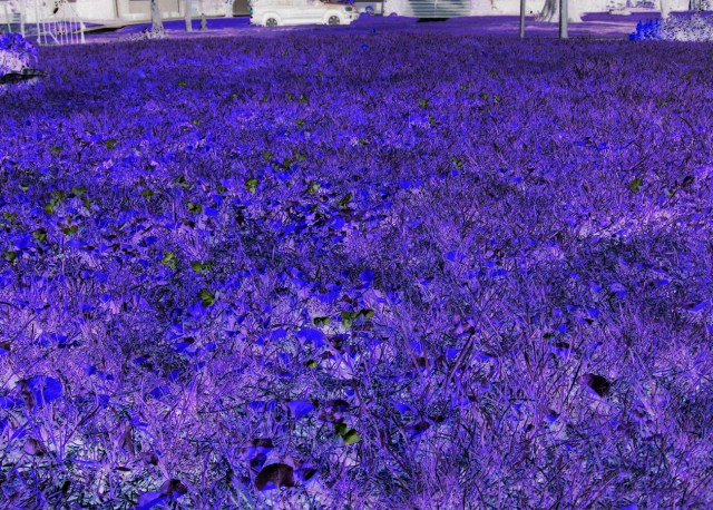 Sea O Violet © Catherine Rutgers 2012