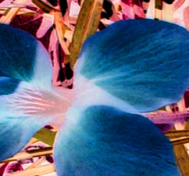 Crazy for You © Catherine Rutgers 2012