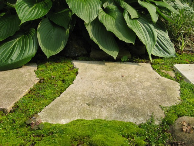 Such Grace © Catherine Rutgers