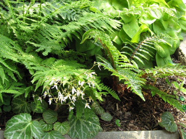 Such Will to Survive © Catherine Rutgers