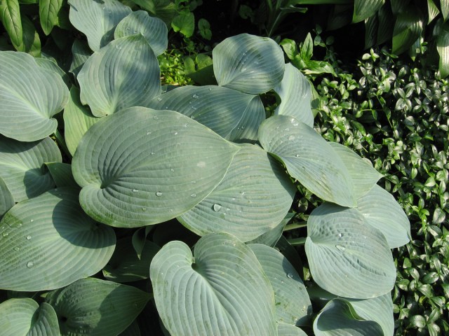 It Is Beyond © Catherine Rutgers