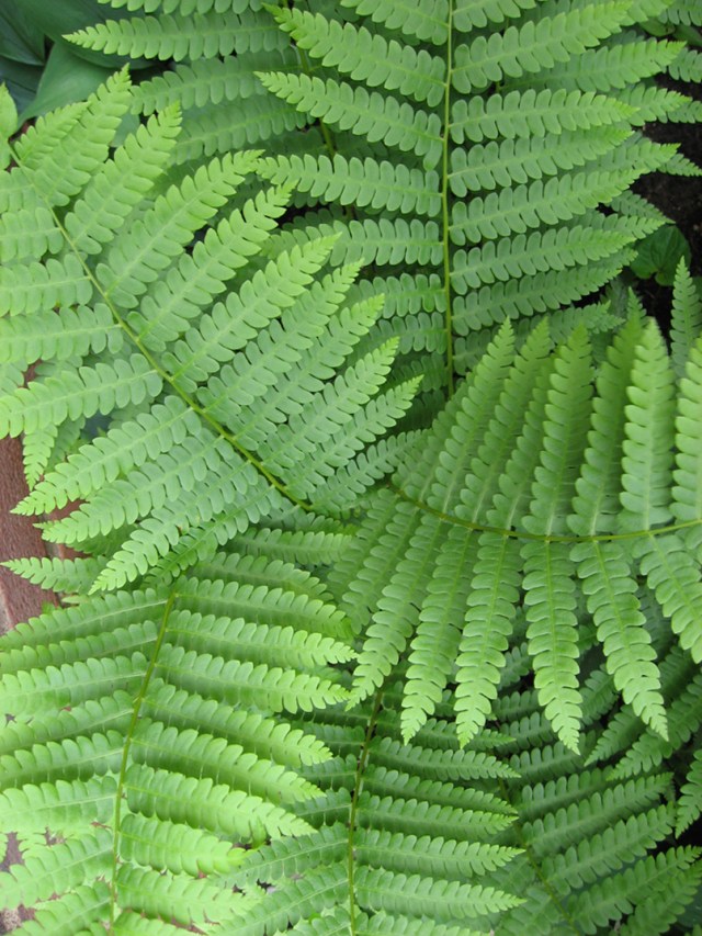 My Wildest Dream © Catherine Rutgers