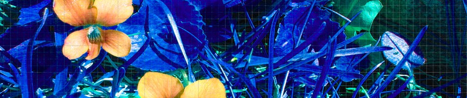 Grid Grab Yellow Blue © Catherine Rutgers 2012