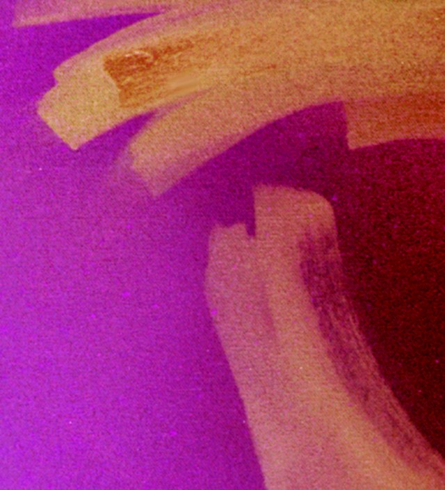 Fuchsia on the Rise © Catherine Rutgers 2013