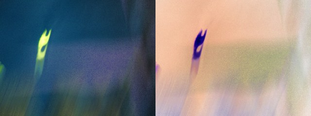 Ghostly Flicker © Catherine Rutgers 2013