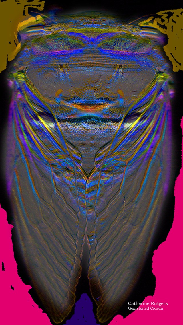 Gemstoned Cicada © Catherine Rutgers 2013