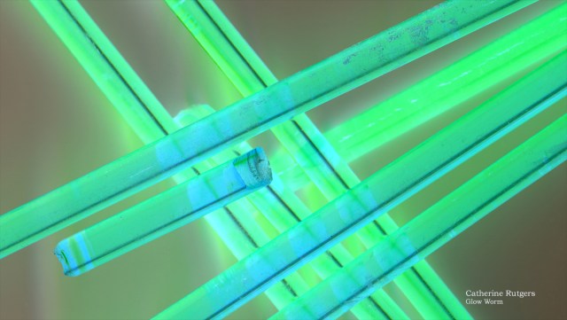 Glow Worm © Catherine Rutgers 2013