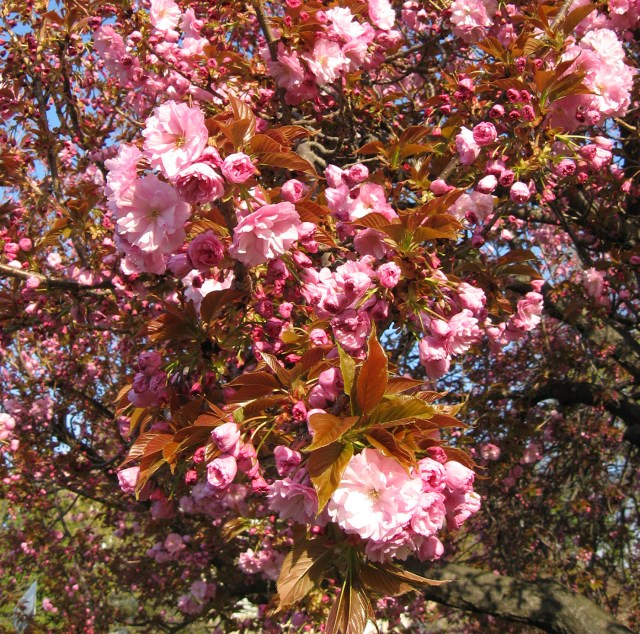 Baroque Perspective © Catherine Rutgers 2013