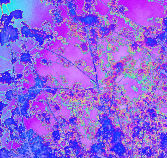 Cherry Oh Cherry Oh © Catherine Rutgers 2013