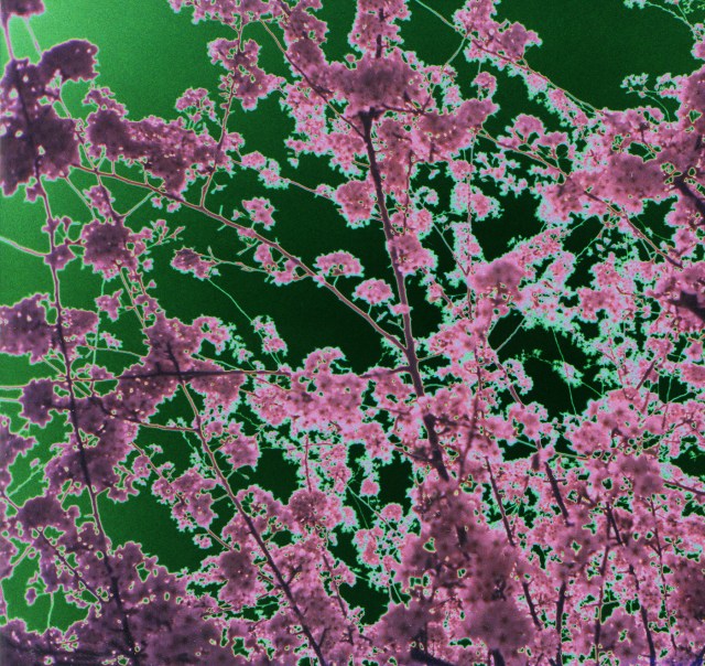 Solar Flair © Catherine Rutgers 2013