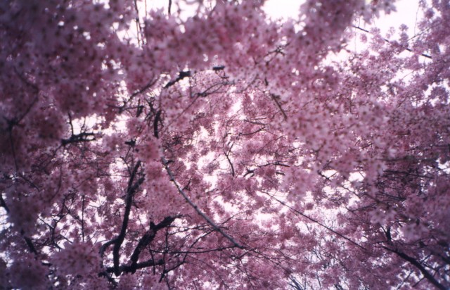 Central Curve © Catherine Rutgers 2013