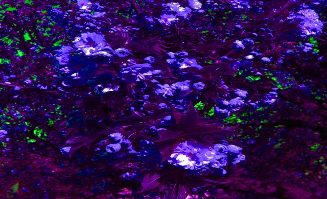 Splendid Decay © Catherine Rutgers 2013