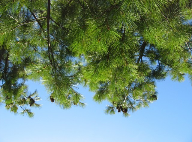 Whispering Sphere © Catherine Rutgers 2013