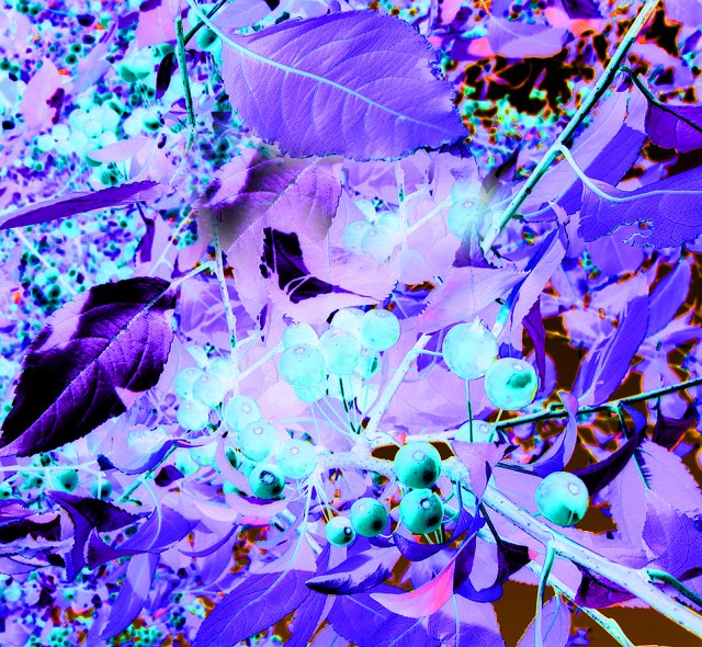 Tender Attitude © Catherine Rutgers 2013