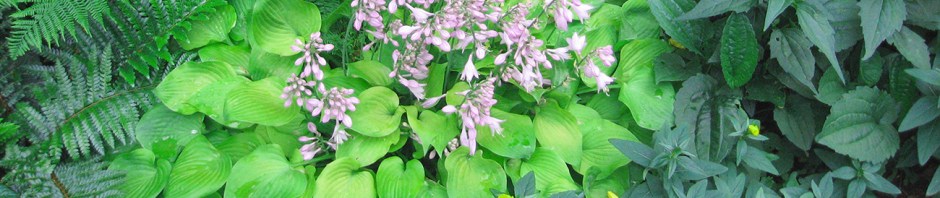 Bit of Green © Catherine Rutgers 2017