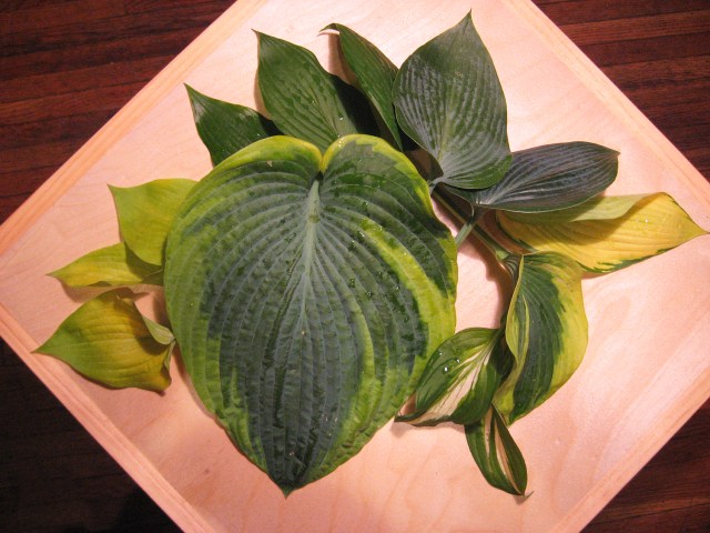 Seven Varieties of Funkia © Catherine Rutgers 2013