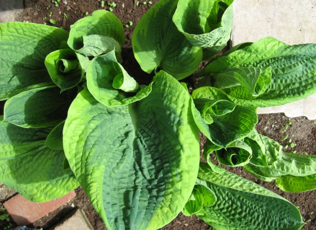 The Green Unfurls (Image 2797) © Catherine Rutgers 2013