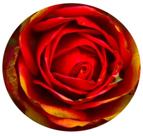 Open Orange © Catherine Rutgers 2013