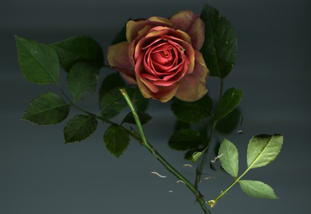 Last Rose Standing © Catherine Rutgers 2013