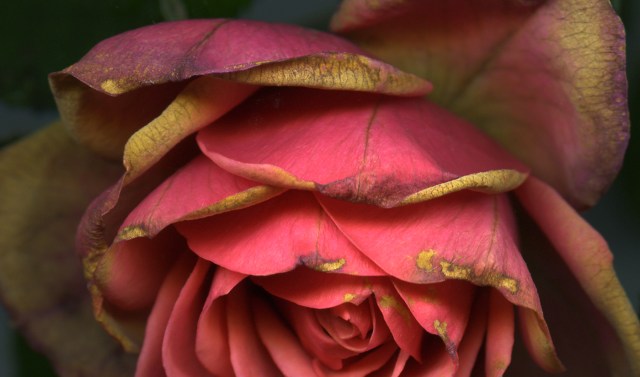 The Edges Change Color © Catherine Rutgers 2013