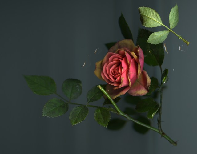 And Another Dimension © Catherine Rutgers 2013