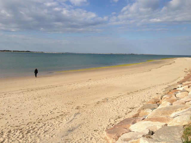 Cat at Barnstable Beach Photo by Tom Burnett © 2014 Cat at Barnstable Beach Photo by Tom Burnett © 2014