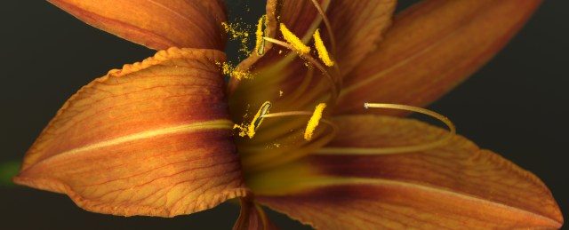 More Closely into the Day Lily © Catherine Rutgers 2014