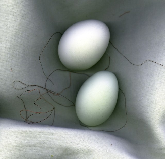 Deep in the Glimmering Dream © Catherine Rutgers 2015