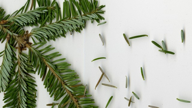 Remnant Crop © Catherine Rutgers 2015