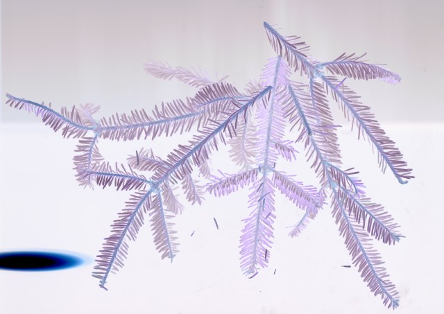 December in February © Catherine Rutgers 2015