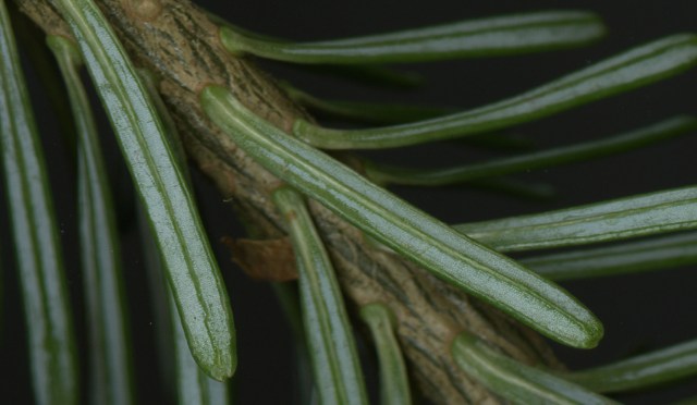 Primordial Lick © Catherine Rutgers 2015