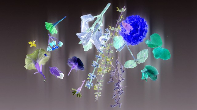 October Color Inverted © Catherine Rutgers 2015