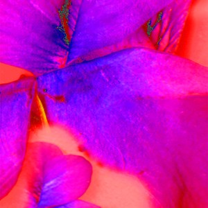 This Is When I Fell in Love © Catherine Rutgers 2016