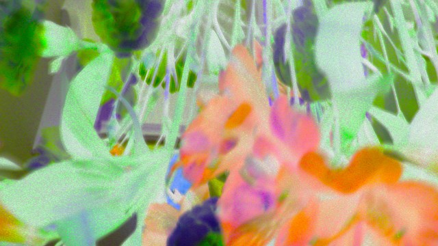 Under the Feet of Venus © Catherine Rutgers 2017