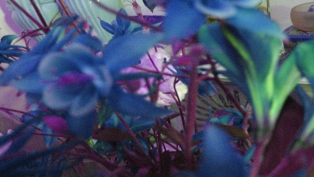 The Redeeming Bouquet © Catherine Rutgers 2017