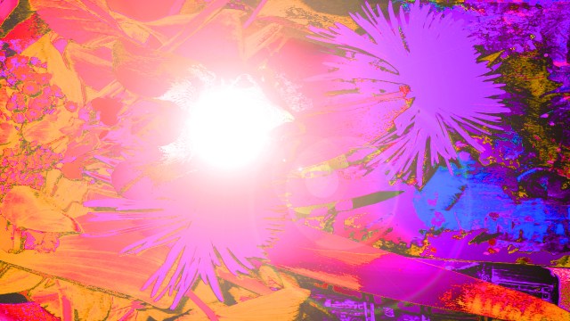 Aglow from Within © Catherine Rutgers 2017