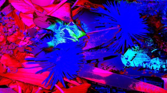 The Pleasant Shock of Being Opaque © Catherine Rutgers 2017