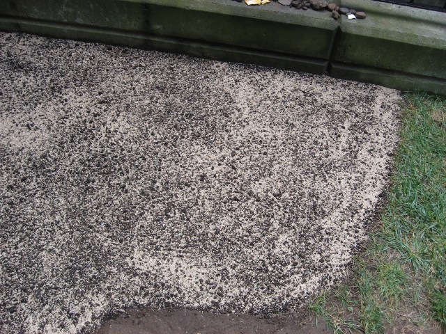 Seeded © Catherine Rutgers 2017