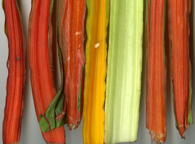 Organic Chard Detail One © Catherine Rutgers 2020