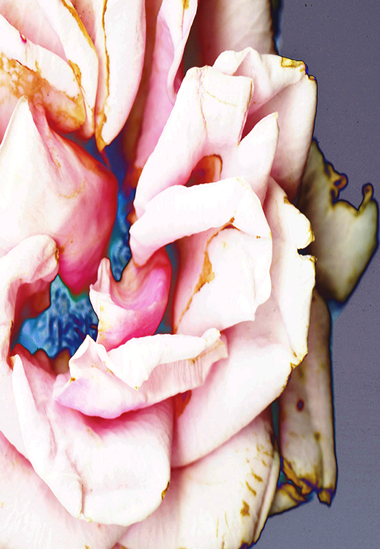 Soft Velvet Rose © Catherine Rutgers 2020