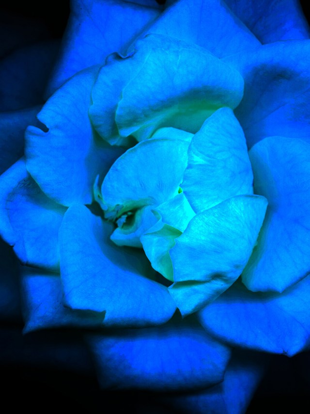 Lit from Within © Cat Rutgers 2020