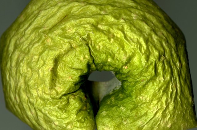Top of an apple dried for months, true-green color from a high-resolution scan